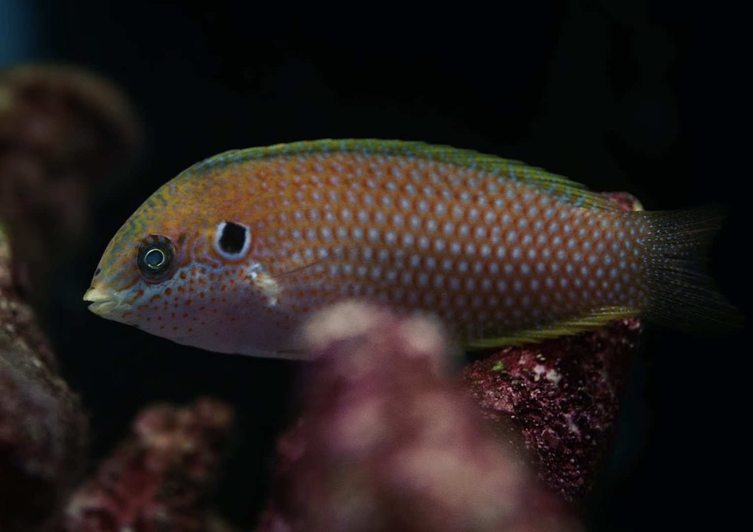 Wrasse