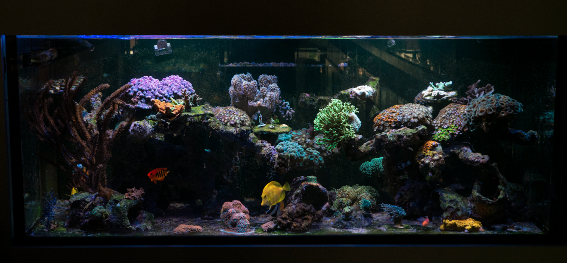 The main reef display tank under blue light