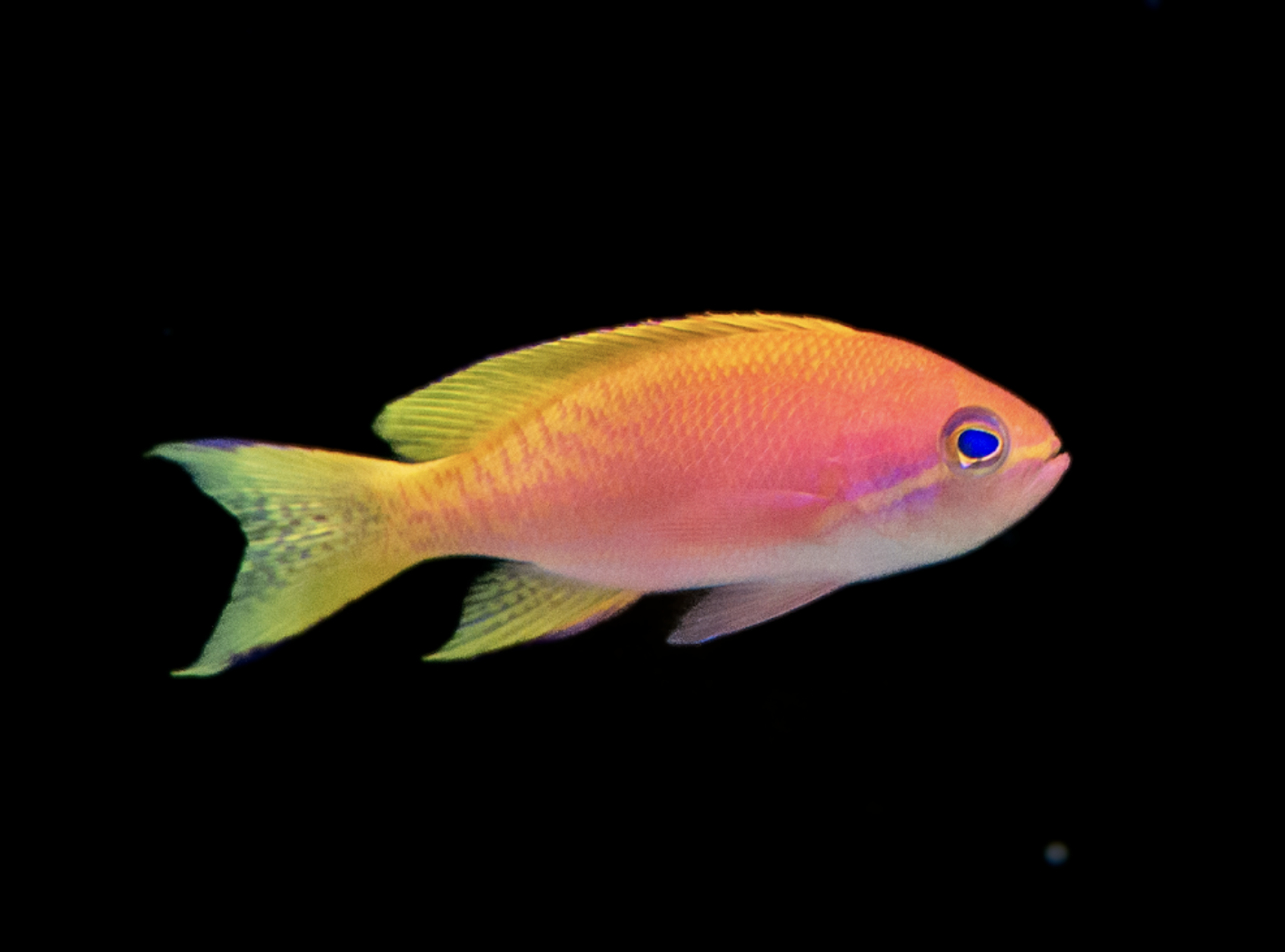 Lyretail anthias
