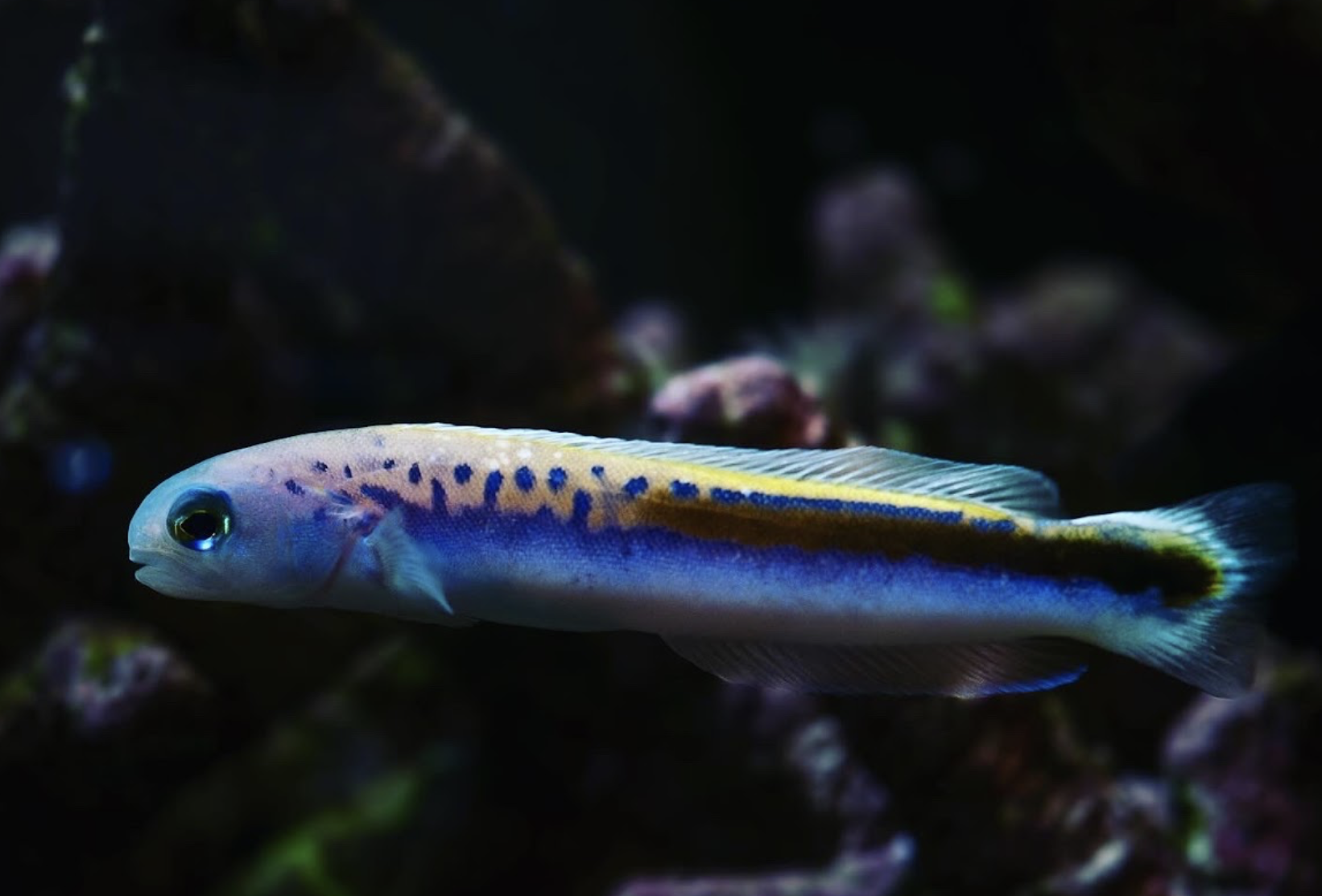Tilefish