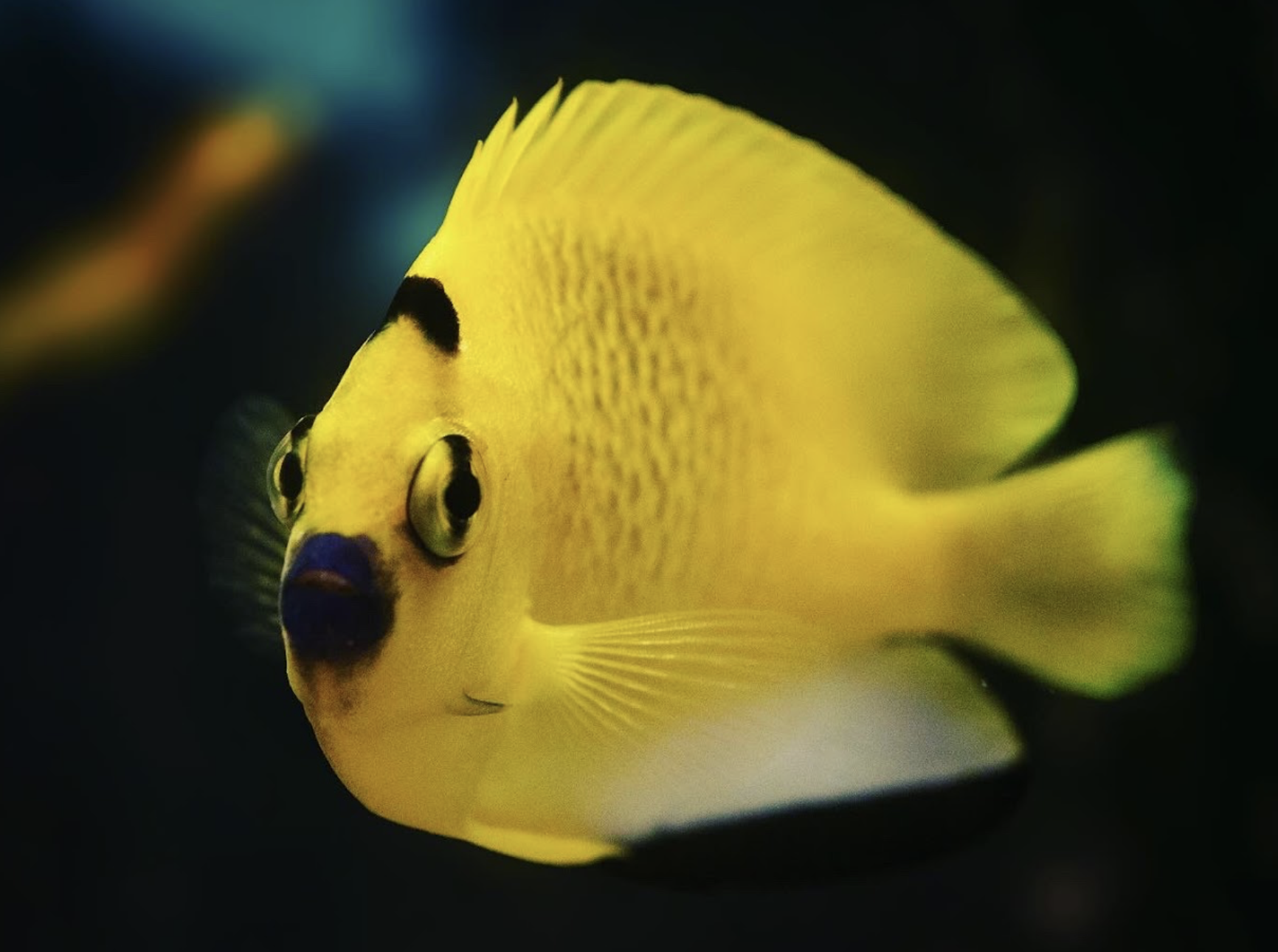Yellow angelfish