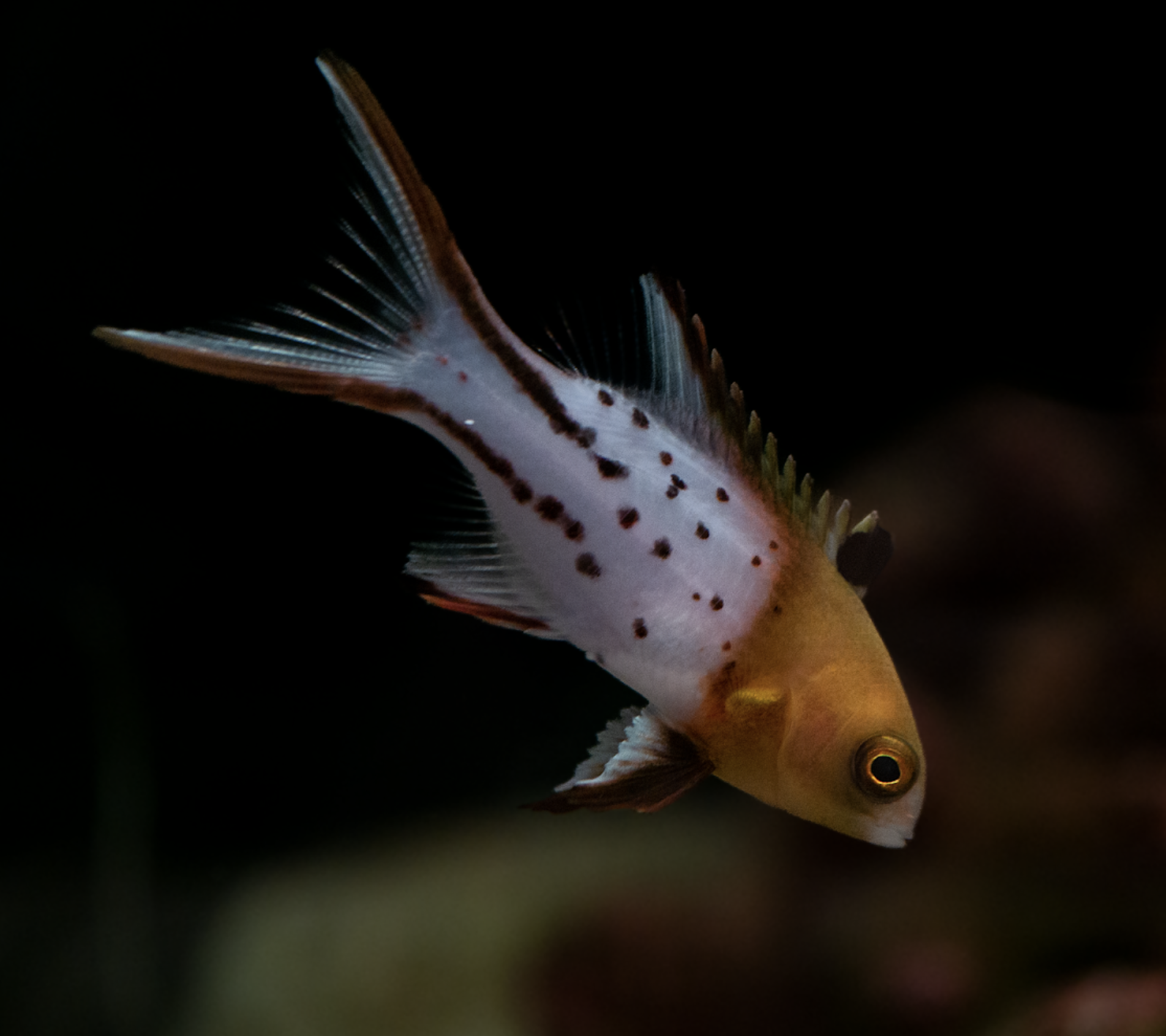 Lyretail hogfish