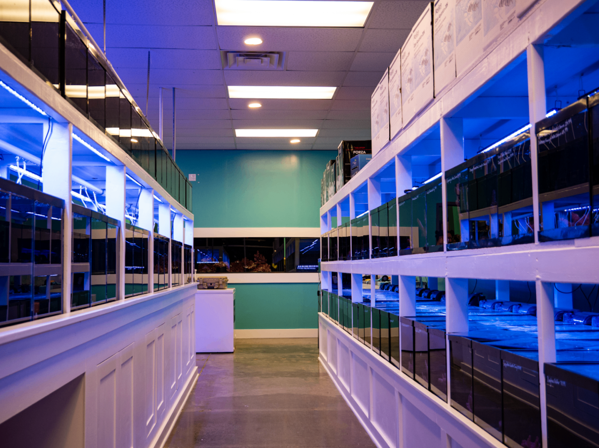 Wide view of the fish room