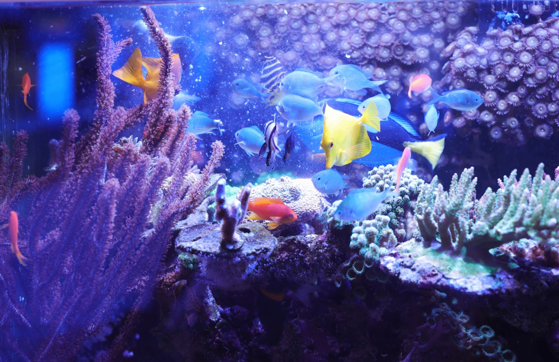 A mixed reef tank with tangs and anthias