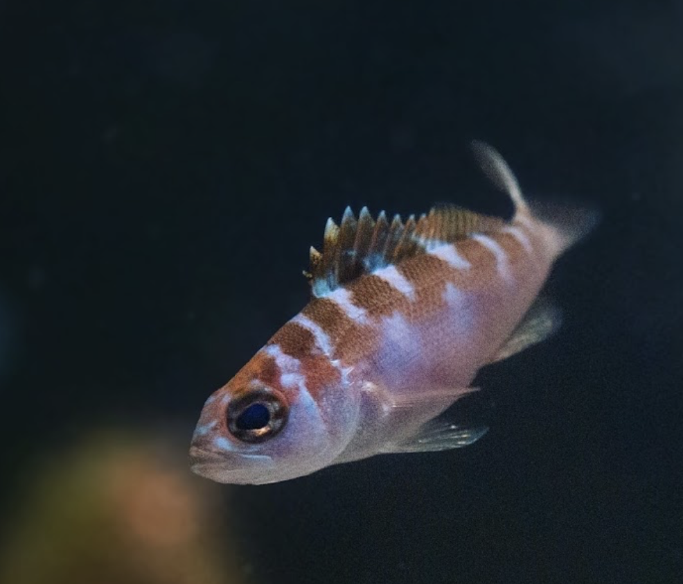 Banded basslet