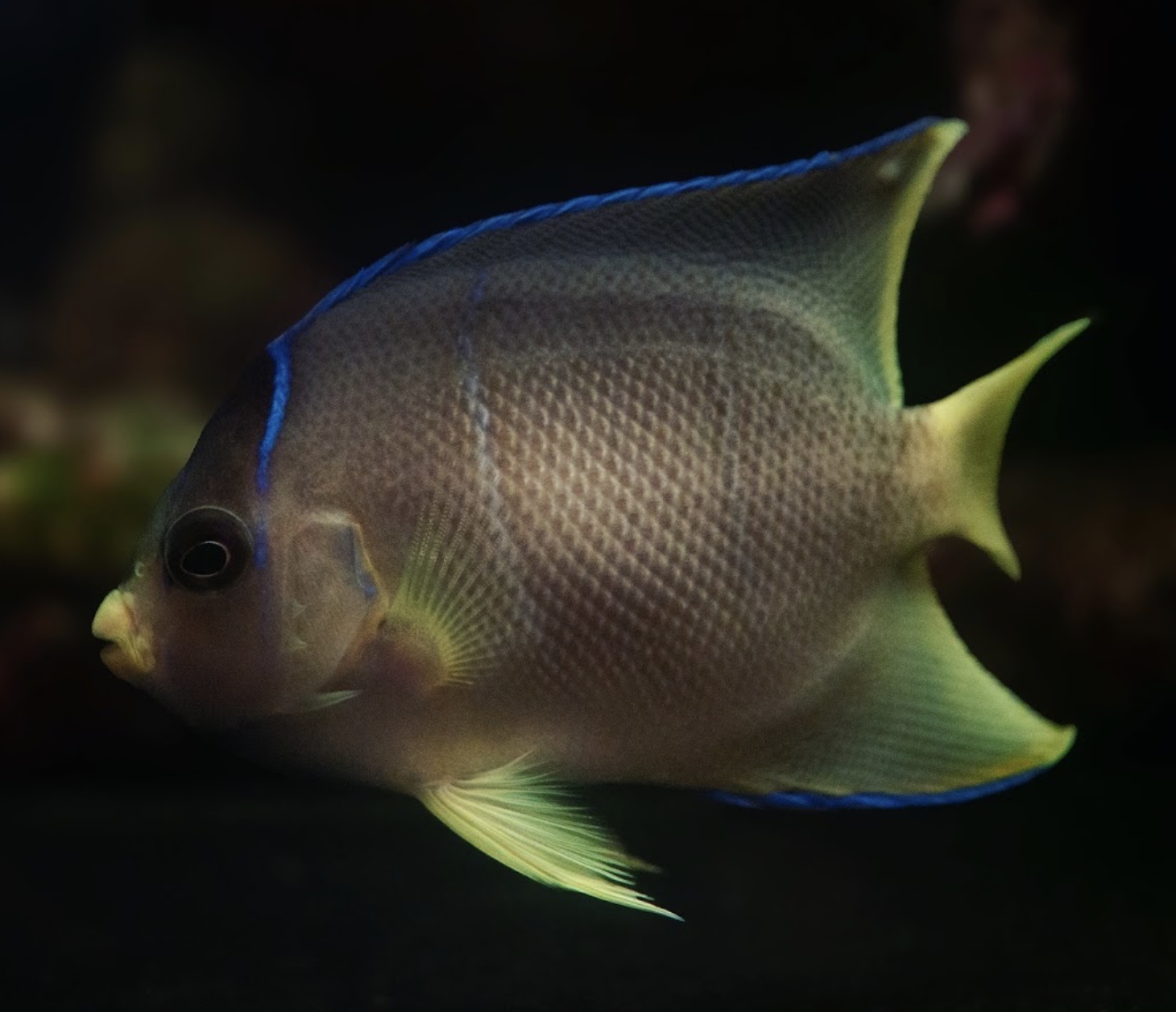 Blue angelfish