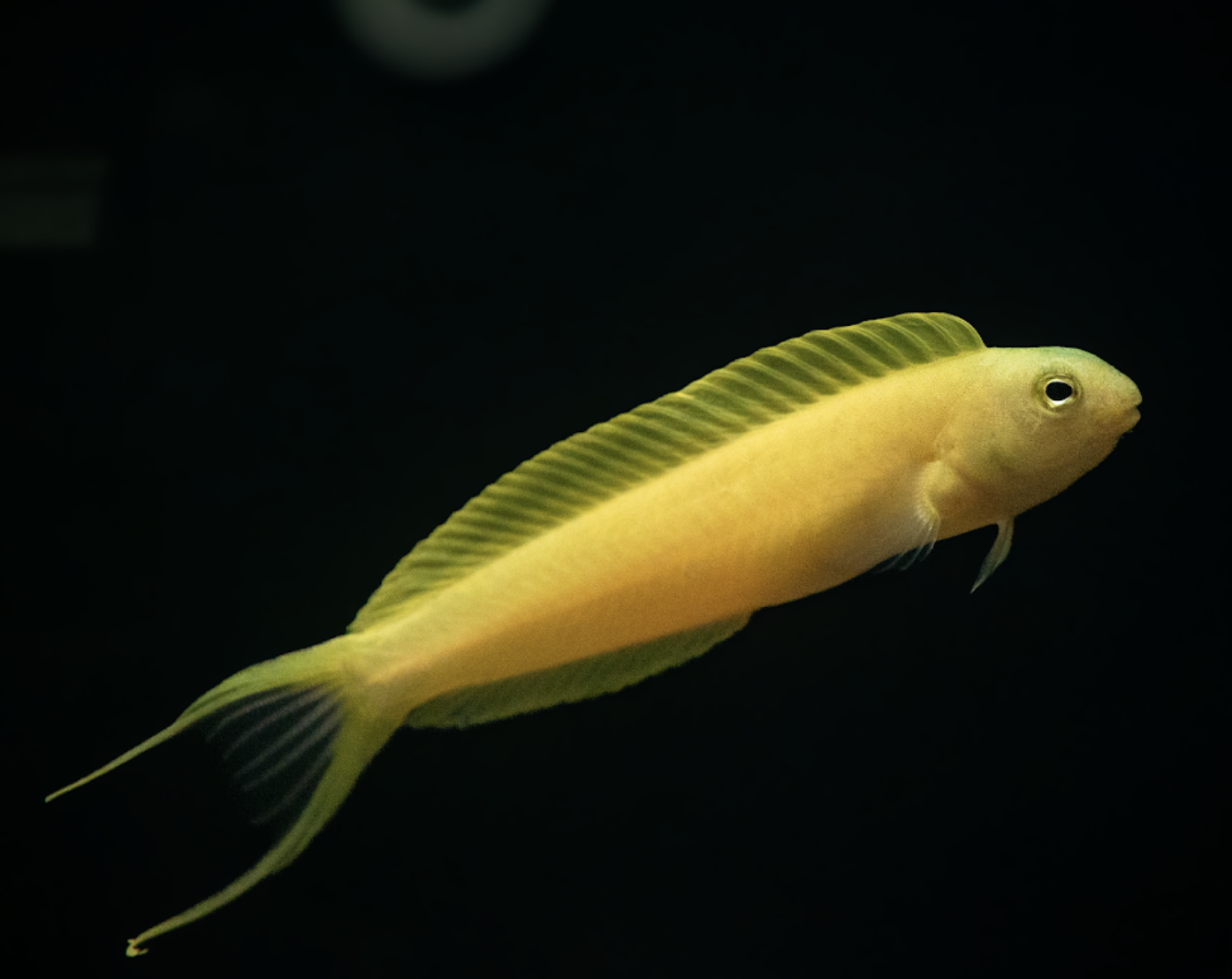 Yellow cichlid