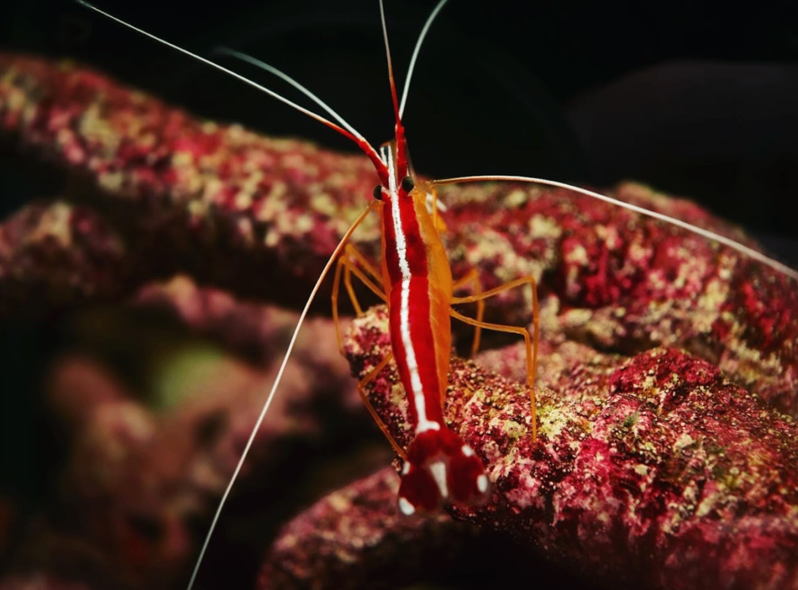 Cleaner shrimp