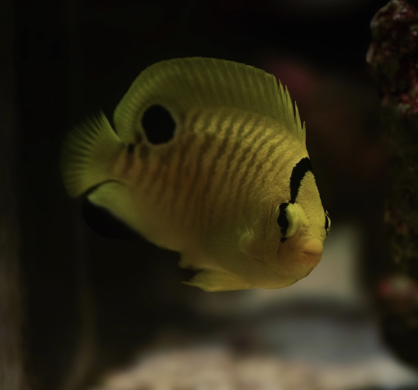 Coral beauty