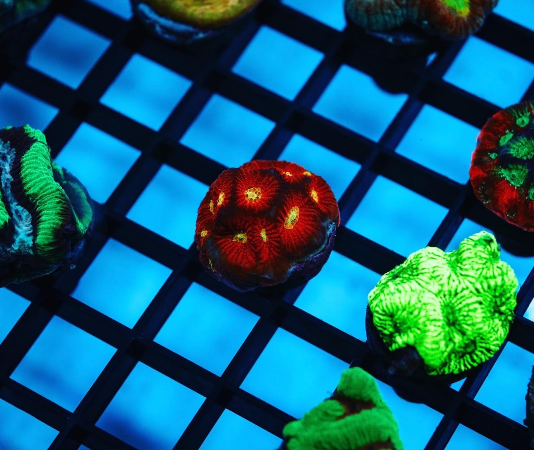 Coral frags on a rack