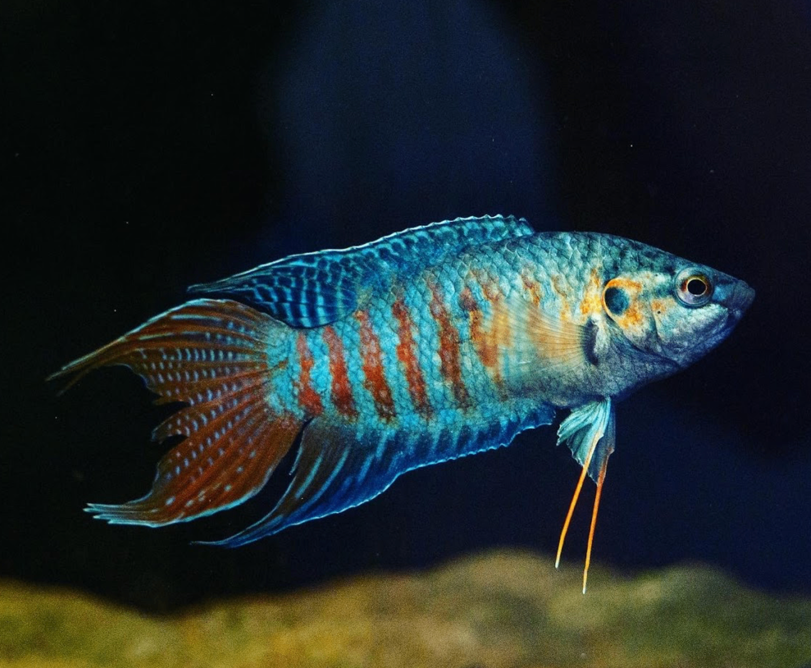 Paradise gourami
