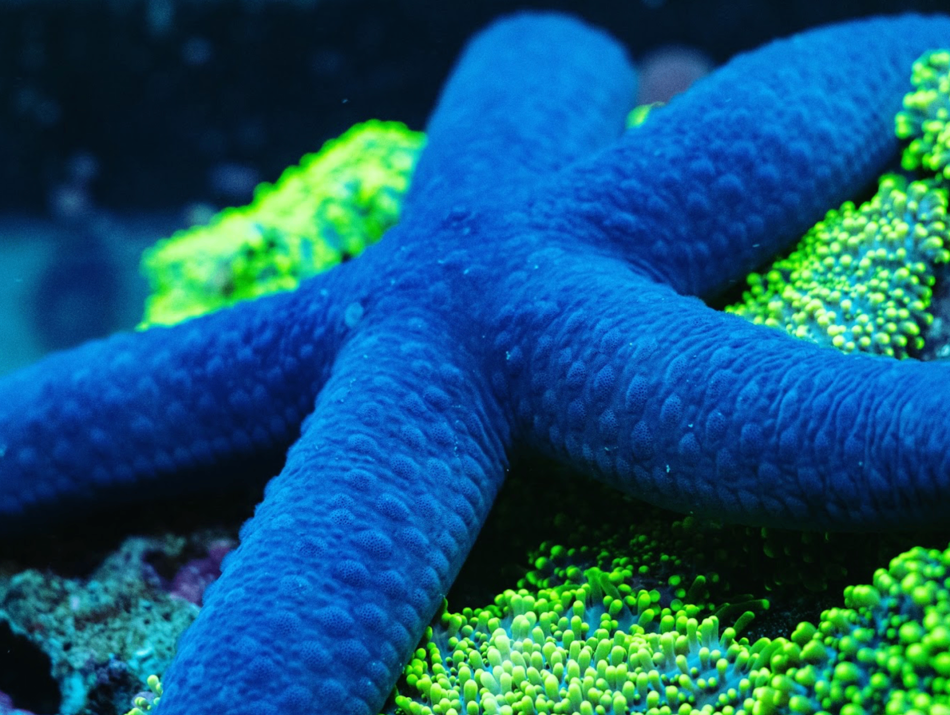 A blue Linckia starfish