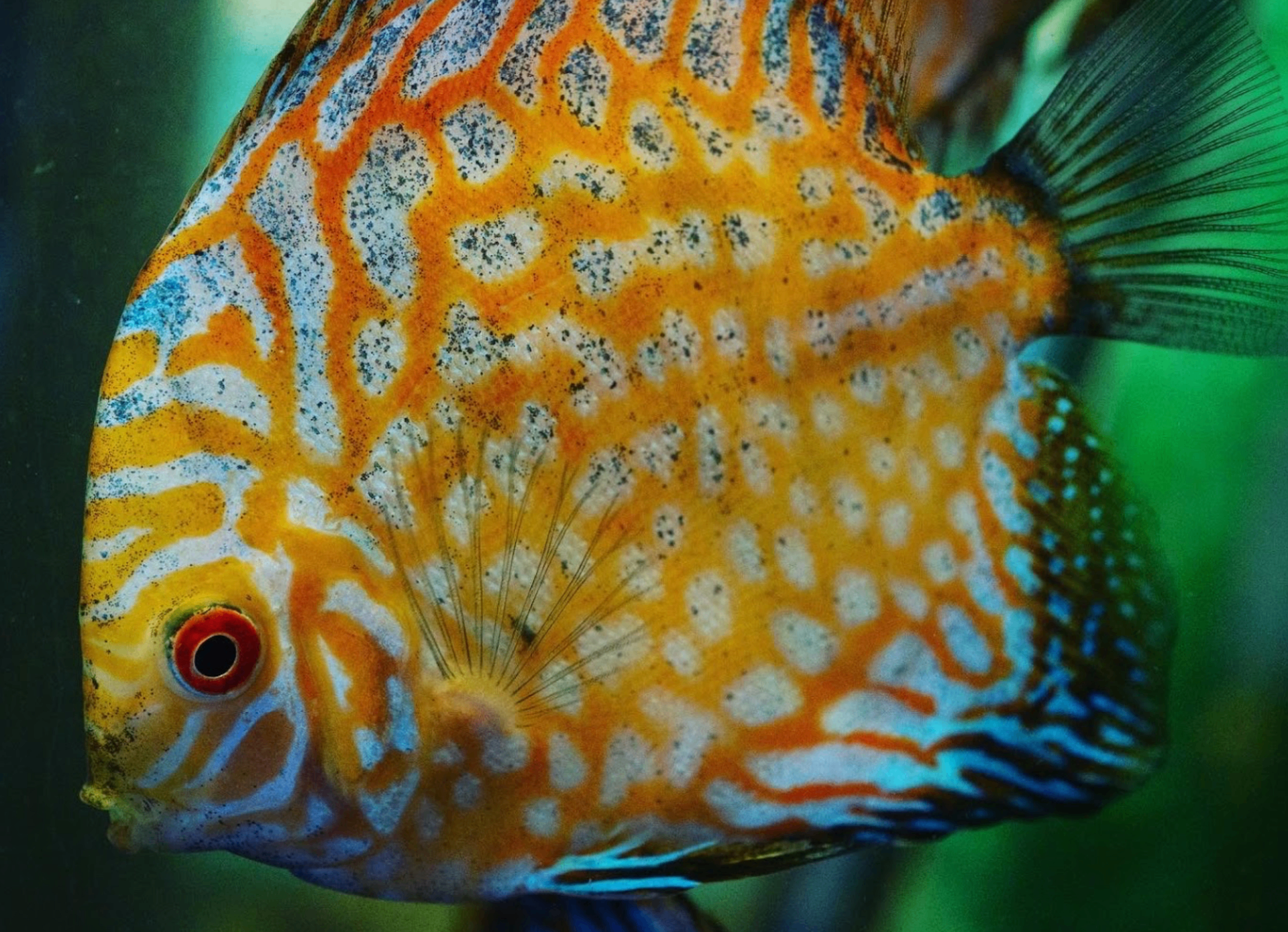 Discus