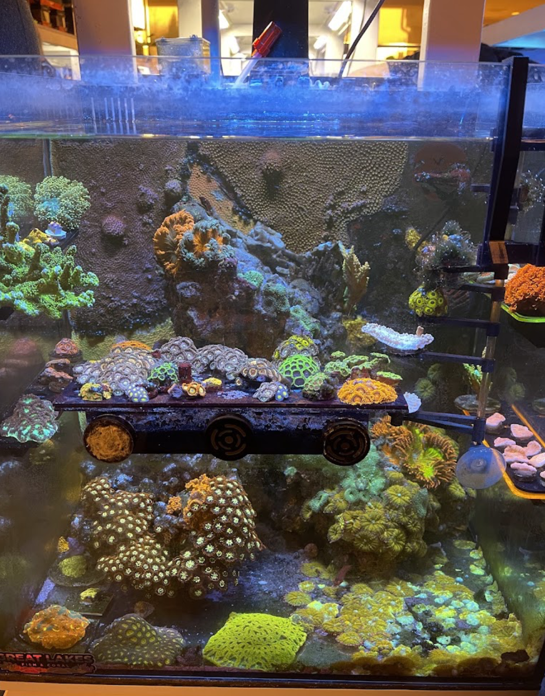 A coral display tank filled with frags