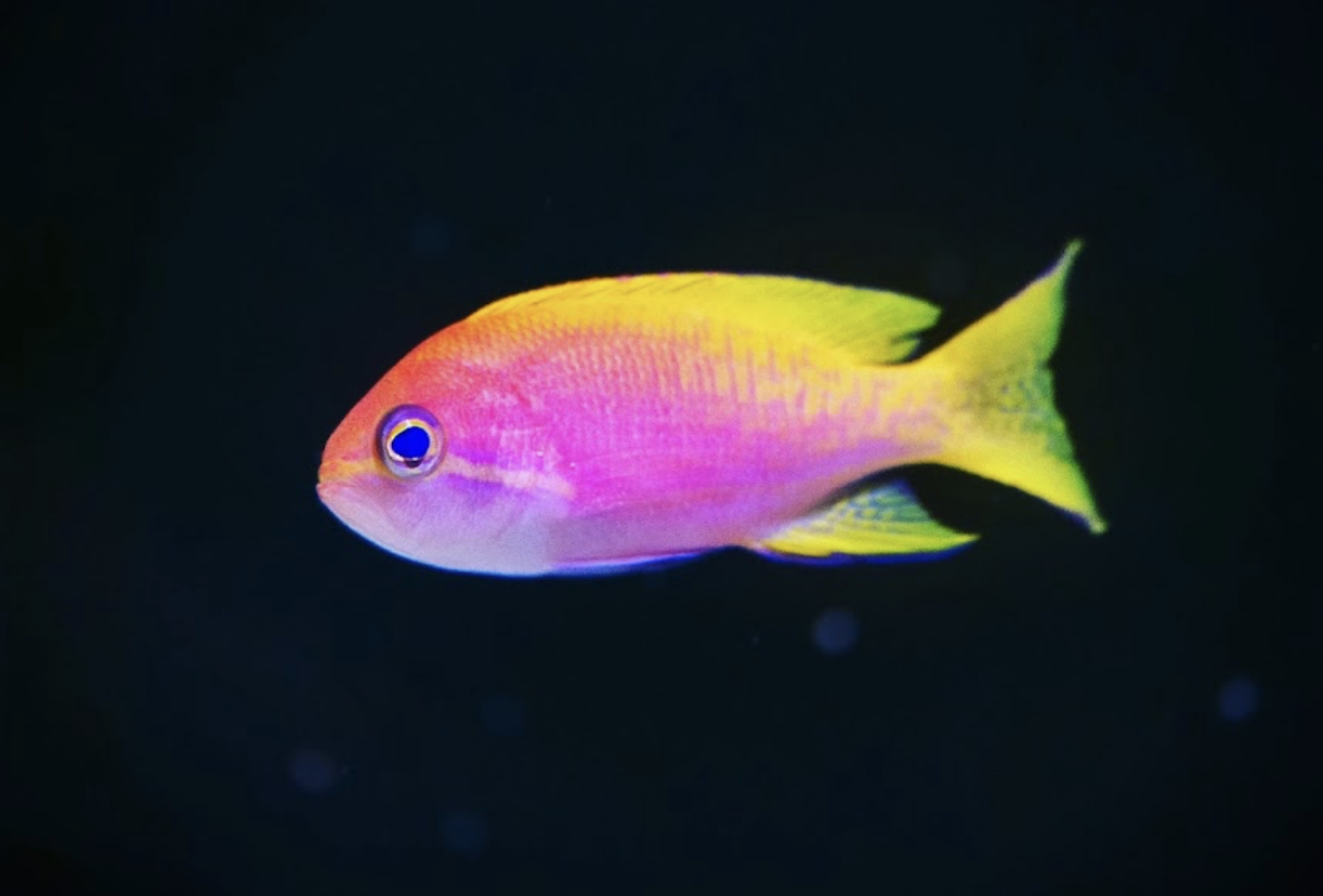 Bicolor anthias