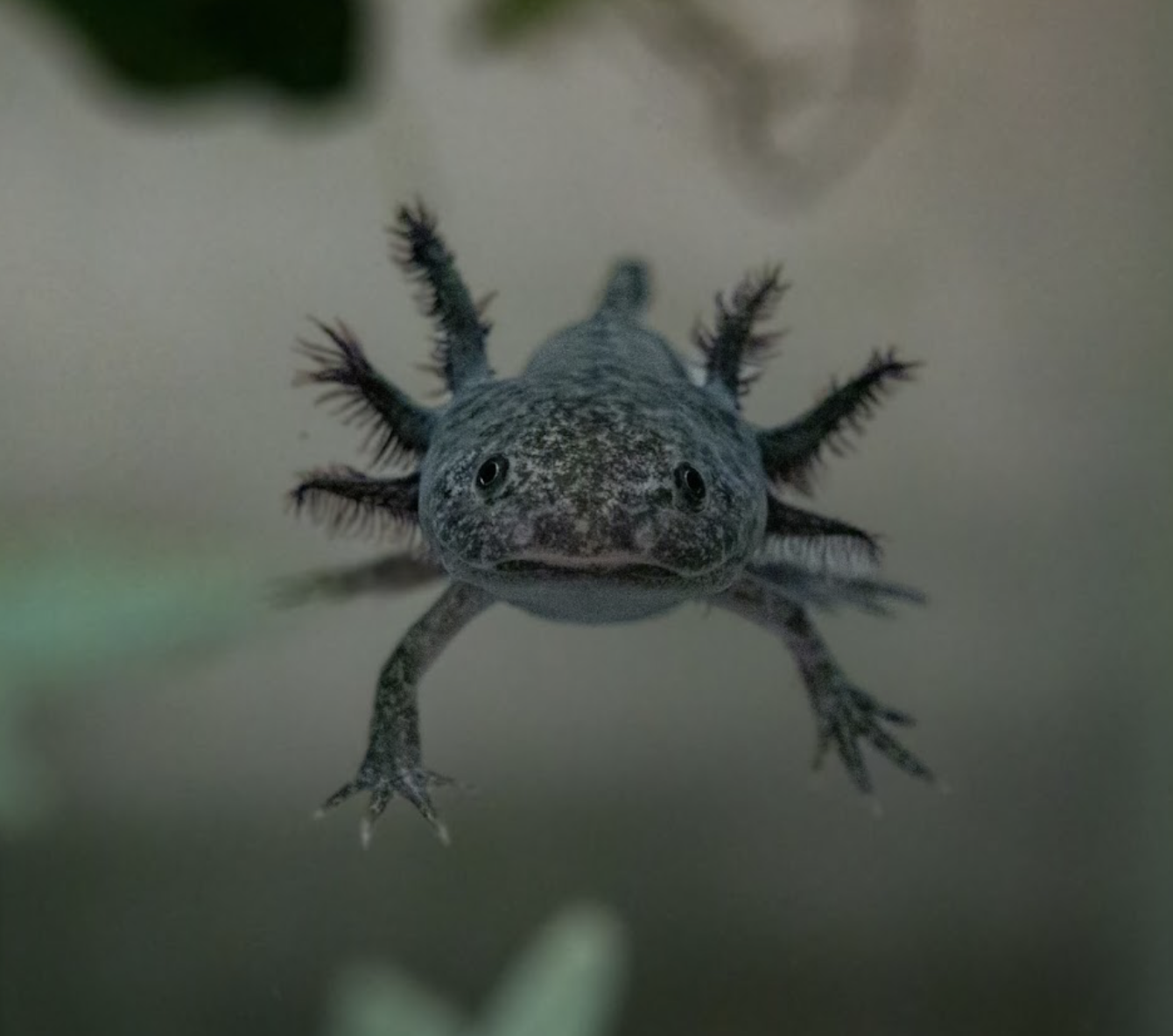 A grey axolotl with feathery gills