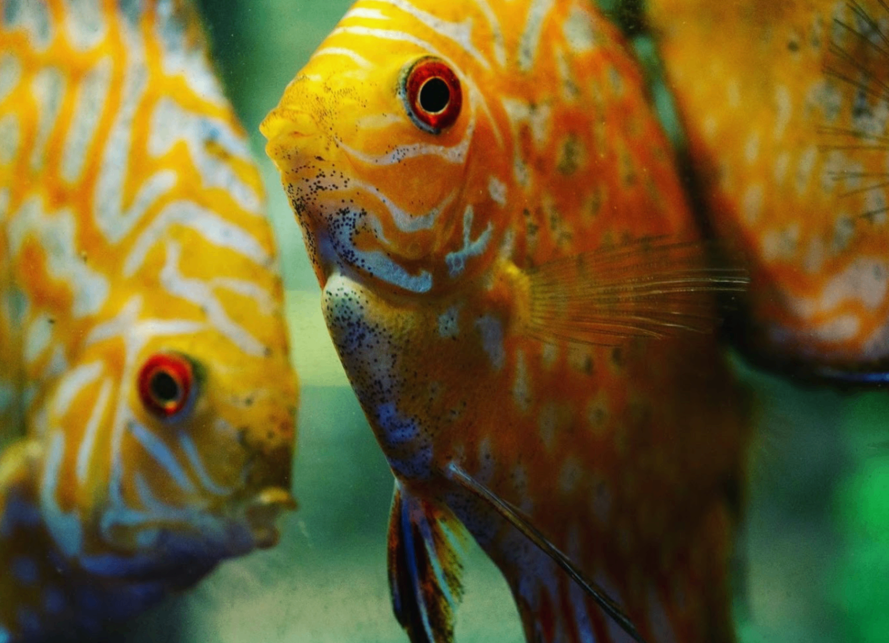 Discus pair