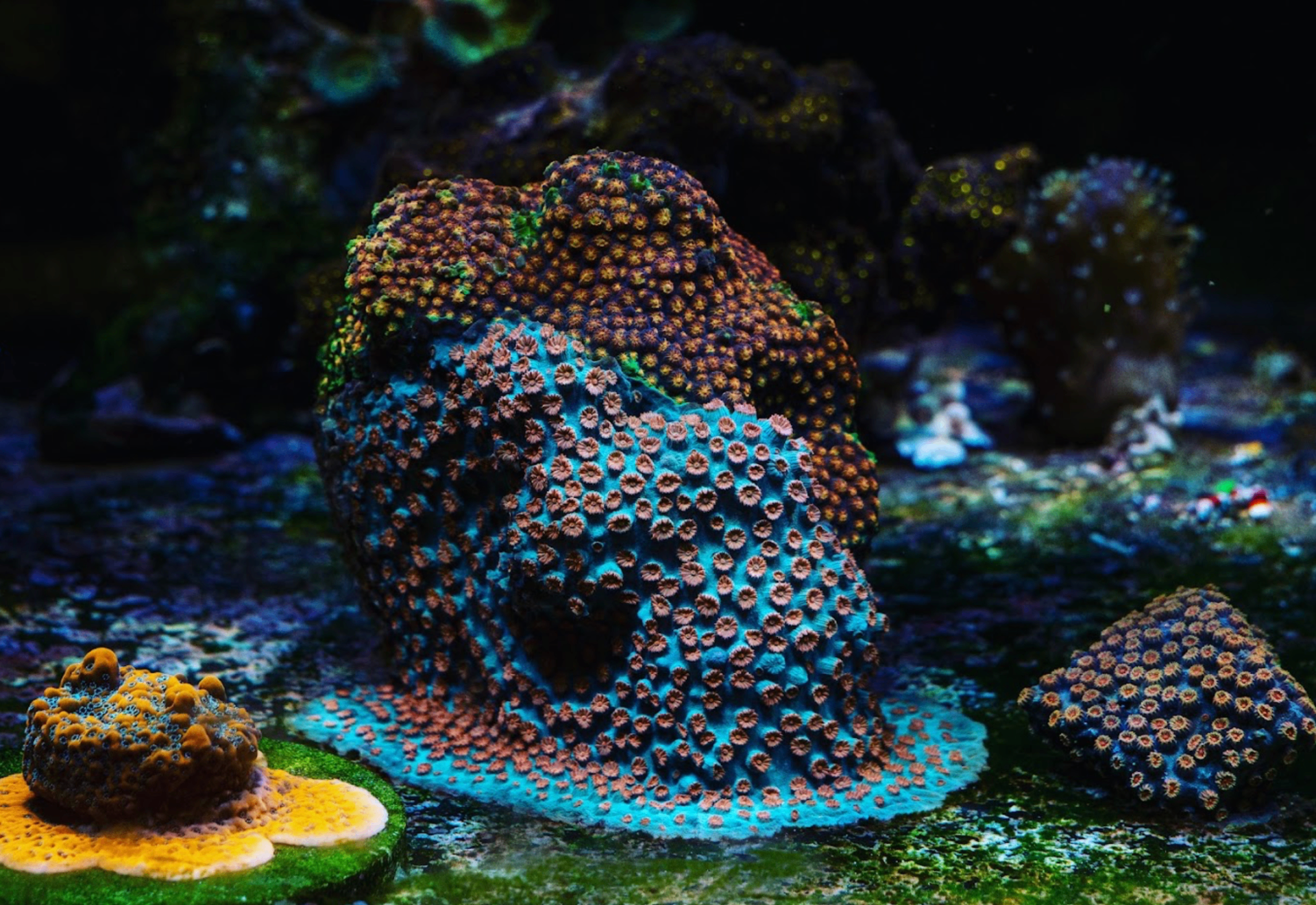 A zoanthid colony